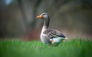 duck flower extract