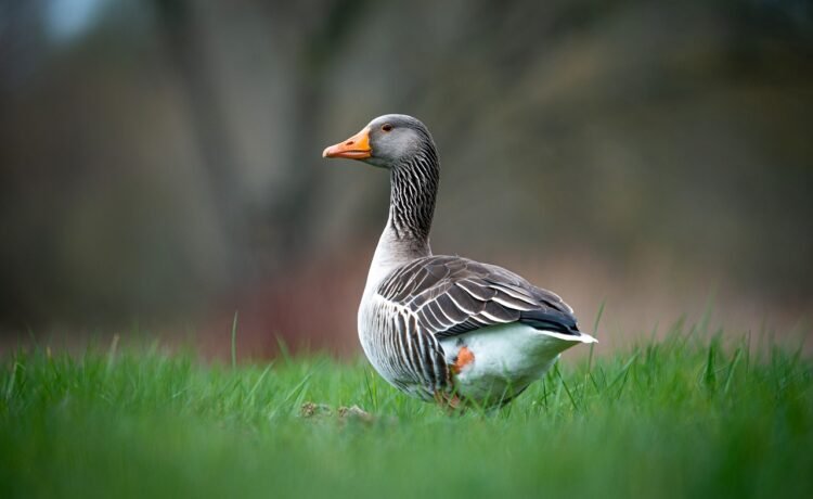 duck flower extract