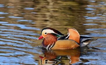 eating duck flower