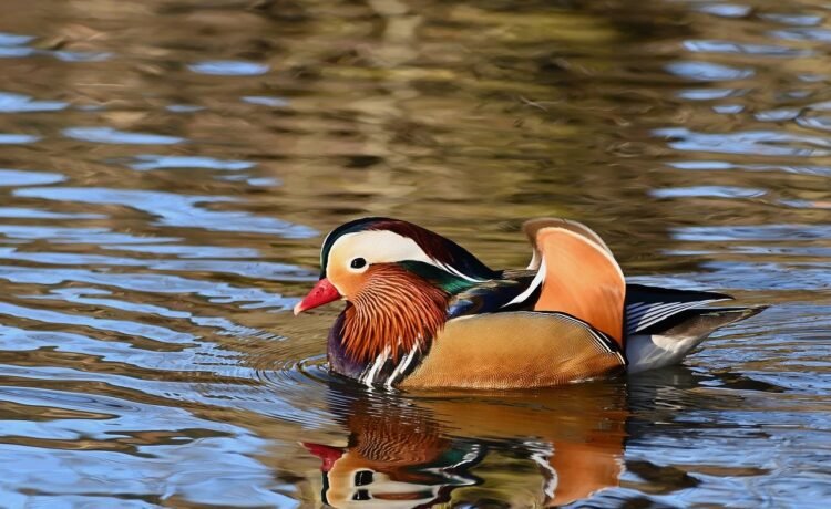 eating duck flower